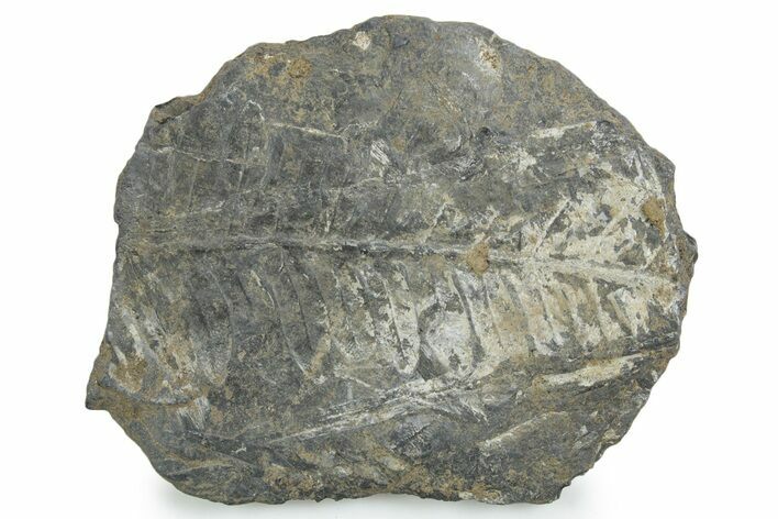 Fossil Seed Fern (Alethopteris) Plate - Pennsylvania #347711